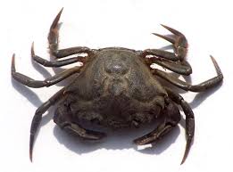 Image result for Carcinus maenas