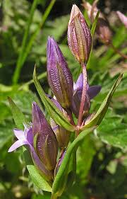 Attēlu rezultāti vaicājumam “Gentianella amarella”