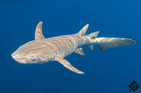 Image result for Nebrius ferrugineus