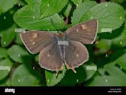 Attēlu rezultāti vaicājumam “Thecla betulae male”