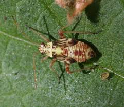 Attēlu rezultāti vaicājumam “Rhabdomiris striatellus”