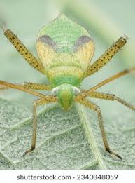 Attēlu rezultāti vaicājumam “Adelphocoris quadripunctatus imago”