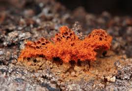 Attēlu rezultāti vaicājumam “Metatrichia vesparia”