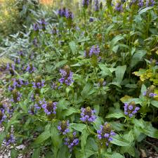 Attēlu rezultāti vaicājumam “Prunella vulgaris”