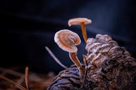 Attēlu rezultāti vaicājumam “Auriscalpium vulgare”