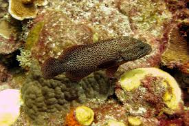 Image result for Cephalopholis cruentata