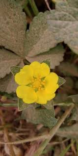Attēlu rezultāti vaicājumam “Potentilla reptans bud”