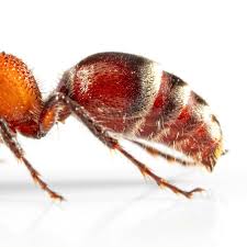 Attēlu rezultāti vaicājumam “Enteridium corticatum”