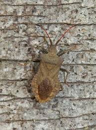 Attēlu rezultāti vaicājumam “Coreus marginatus”