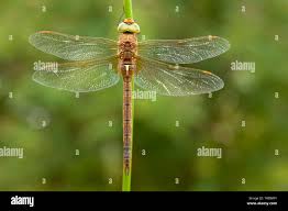 Attēlu rezultāti vaicājumam “Aeshna isoceles”