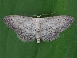 Attēlu rezultāti vaicājumam “Idaea seriata”