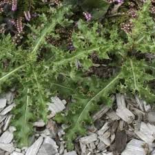 Attēlu rezultāti vaicājumam “Cirsium x rigens leaf”