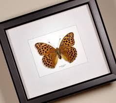 Attēlu rezultāti vaicājumam “Argynnis laodice female”
