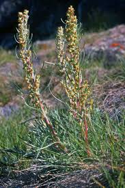 Attēlu rezultāti vaicājumam “Artemisia campestris”