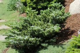 Attēlu rezultāti vaicājumam “Abies veitchii”