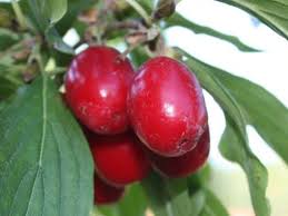 Attēlu rezultāti vaicājumam “Cornus mas fruit”