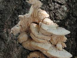 Attēlu rezultāti vaicājumam “Climacodon septentrionalis”