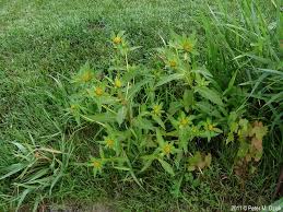 Attēlu rezultāti vaicājumam “Bidens tripartita flower”
