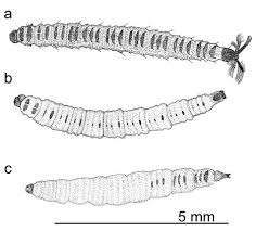 Attēlu rezultāti vaicājumam “Psychodidae”