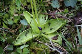 Attēlu rezultāti vaicājumam “Pinguicula vulgaris fruit”