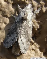 Attēlu rezultāti vaicājumam “Lasiocampidae”