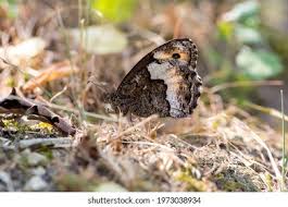 Attēlu rezultāti vaicājumam “Hipparchia semele underside”