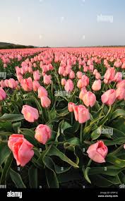 Attēlu rezultāti vaicājumam “Tulipa gesneriana flower”