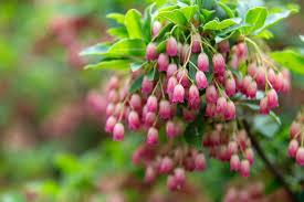 Attēlu rezultāti vaicājumam “Enkianthus campanulatus flower”