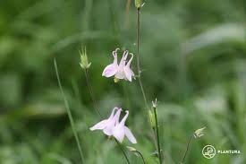 Image result for Akelei