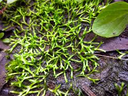 Attēlu rezultāti vaicājumam “Riccia canaliculata”