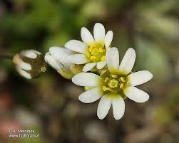 Attēlu rezultāti vaicājumam “Erophila verna flower”