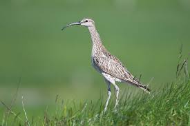 Attēlu rezultāti vaicājumam “Numenius phaeopus”