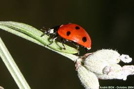 Attēlu rezultāti vaicājumam “Coccinella septempunctata imago”