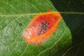 Attēlu rezultāti vaicājumam “Gymnosporangium sabinae”