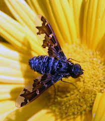 Attēlu rezultāti vaicājumam “Exoprosopa capucina”