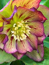 Image result for Christrose