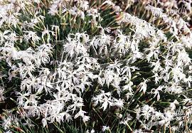 Attēlu rezultāti vaicājumam “Dianthus arenarius”
