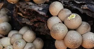 Attēlu rezultāti vaicājumam “Campylopus pyriformis sporophyte”