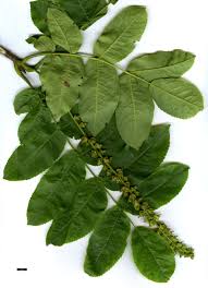 Attēlu rezultāti vaicājumam “Pterocarya fraxinifolia leaf”