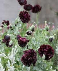 Image result for Papaver somniferum Black