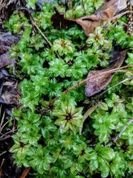 Attēlu rezultāti vaicājumam “Rhodobryum roseum”