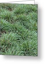 Attēlu rezultāti vaicājumam “Sesleria caerulea bud”