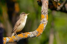 Attēlu rezultāti vaicājumam “Acrocephalus dumetorum”