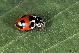 Attēlu rezultāti vaicājumam “Coccinellidae”
