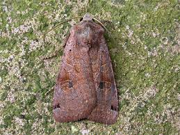 Attēlu rezultāti vaicājumam “Xestia baja”