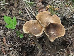 Attēlu rezultāti vaicājumam “Polyporus ciliatus”