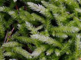 Attēlu rezultāti vaicājumam “Plagiothecium succulentum”