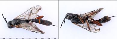 Attēlu rezultāti vaicājumam “Boudinotiana notha”