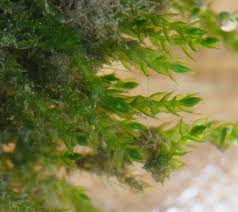 Attēlu rezultāti vaicājumam “Hygroamblystegium tenax”