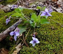 Attēlu rezultāti vaicājumam “Viola rupestris bud”
